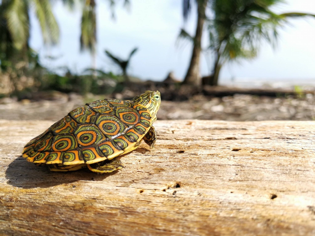6 Options to Volunteer with Turtles