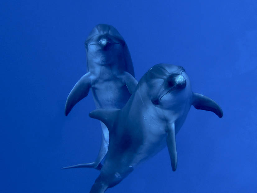 6 Nonprofit Organizations to Volunteer at if you LOVE Dolphins