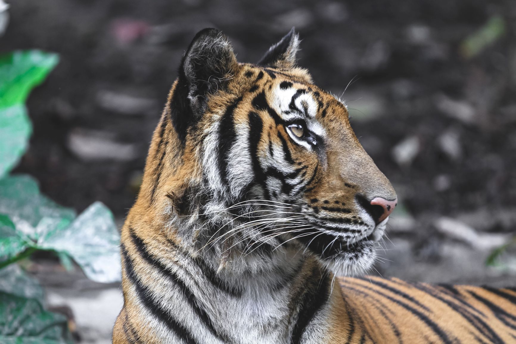 Saving Tigers in Nepal – Bhim’s Lifelong Mission